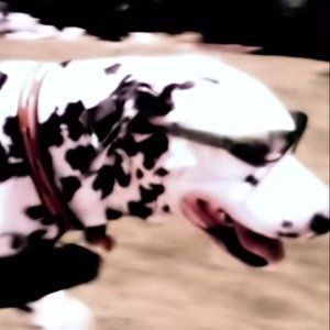 Meet your Posher, Amelia